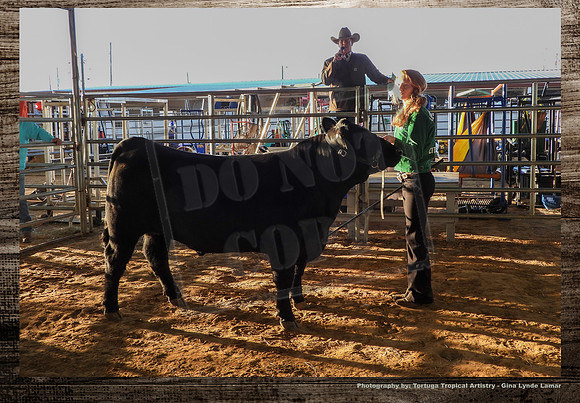 Steer Auction #9