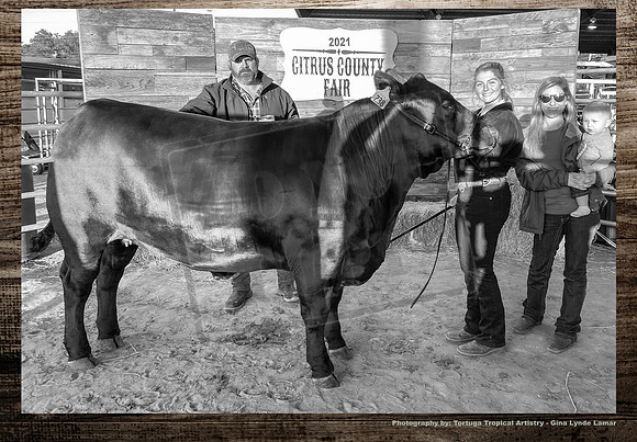 Steer Auction #10
