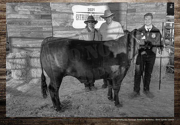 Steer Auction #11 a