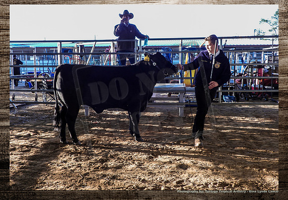 Steer Auction #11