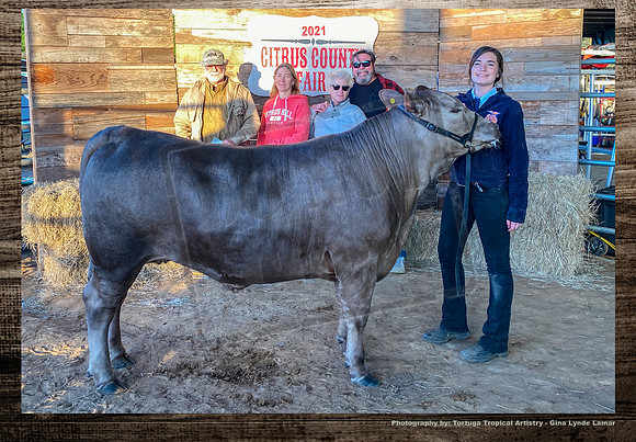 Steer Auction #14
