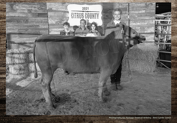 Steer Auction #12