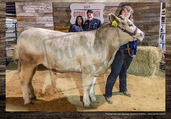 Steer Auction #52