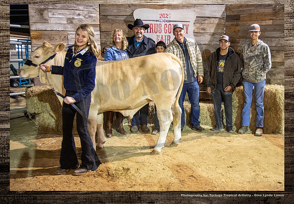 Steer Auction #54