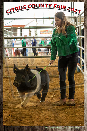 Swine #53 SSpaulding 2