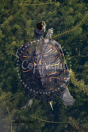 Pond Cooter