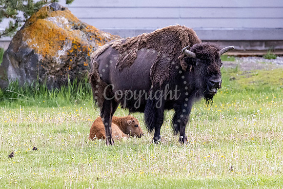 Bellowing Buffalo