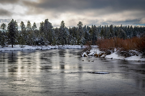 Winter Fowl