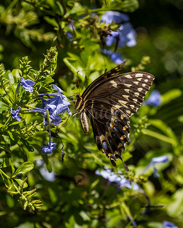 SlurpingSwallowtail