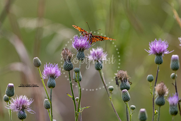 Julia Butterfly