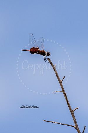 Red Dragonfly