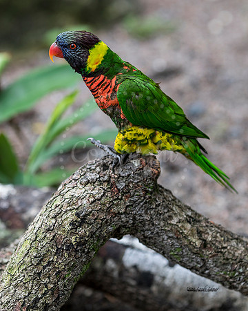 StruttingLorikeet