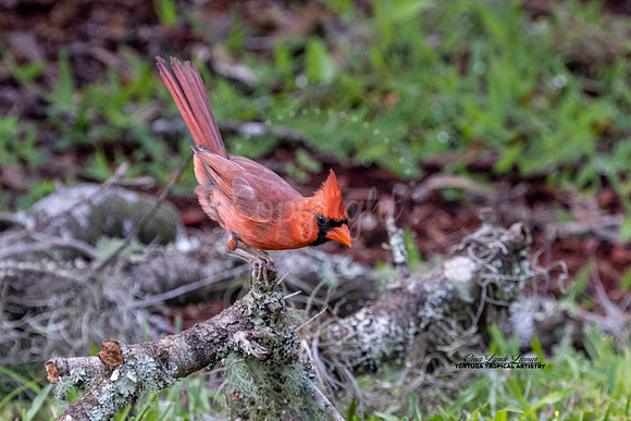 Balancing Cardinal