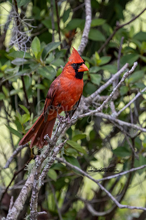 Cardinal Holding Tight