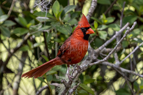 Red Beauty