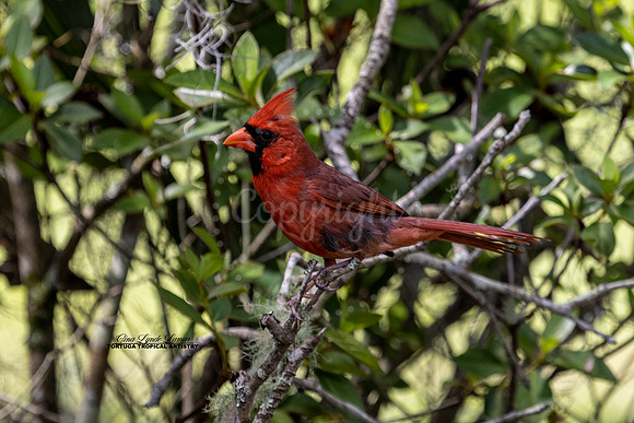 Male Red Cardinal