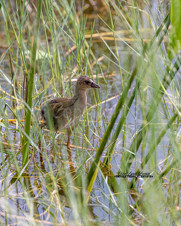 Purple Gallinule Chick