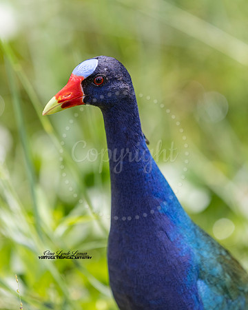 Purple Gallinule