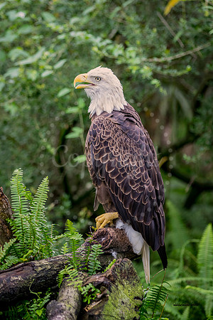 Bald Eagle
