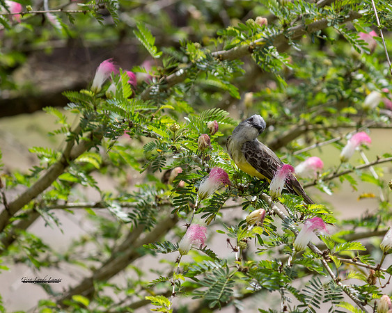 TropicalKingBird