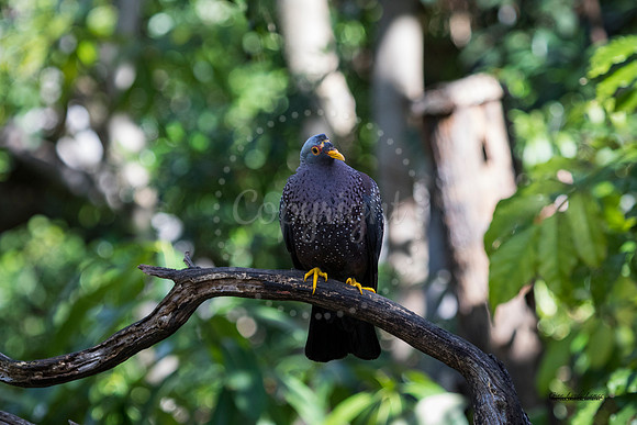 African Olive Pigeon