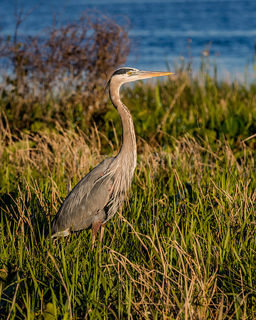 GreatBlueHeron