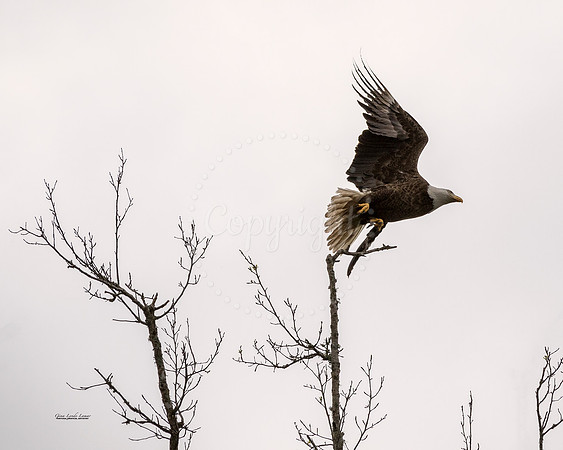TreeTopTakeOff