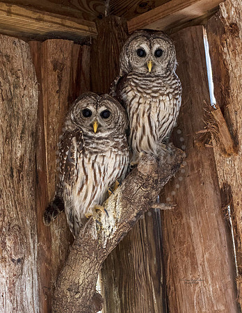 Barred Owls