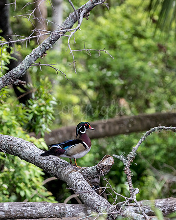 WaitingWoodduck
