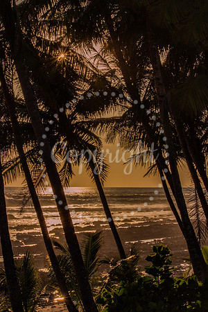 PalmTreesPanama
