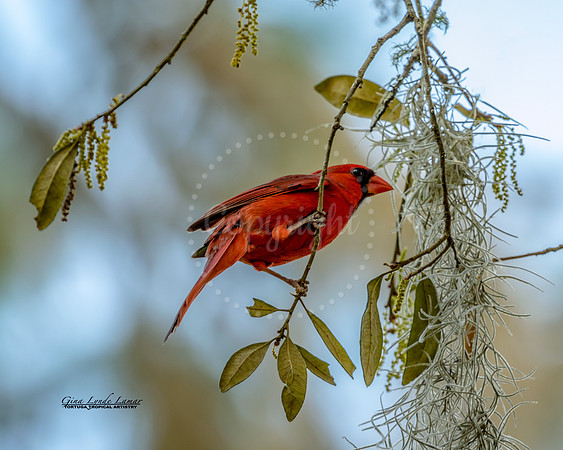 Cardinal Balancing Act
