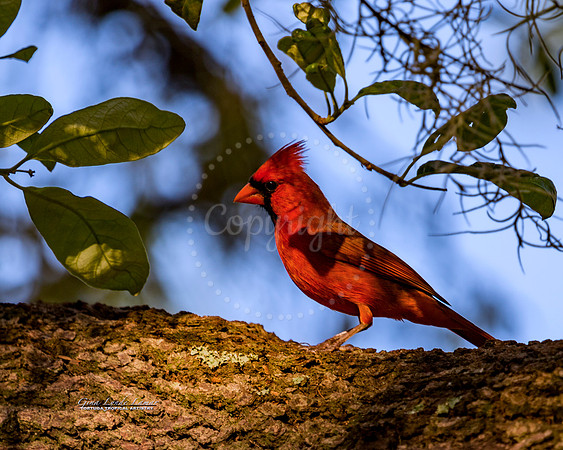 NorthernRedCardinal