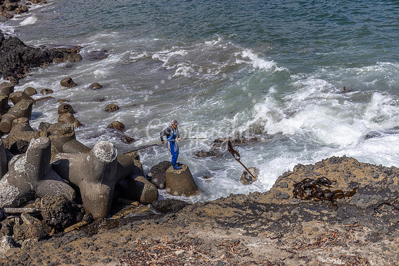 Kelp Fishing in Japan