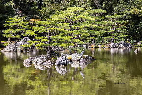 Temple Blue Heron
