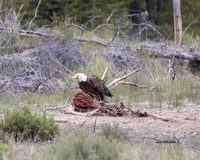 Hungry Eagle