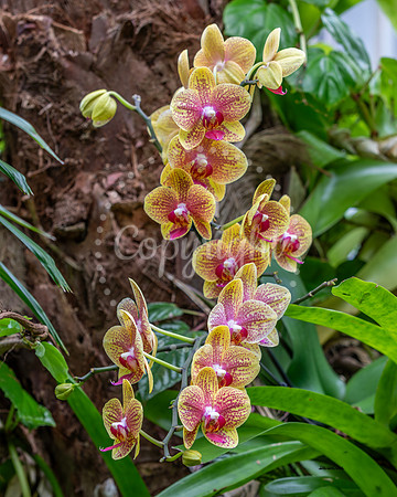 Beautiful Orchids