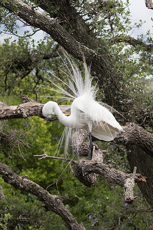 EgretDance2
