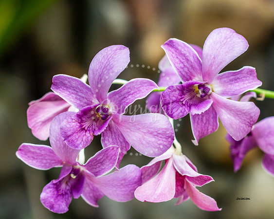 Lavender Orchid