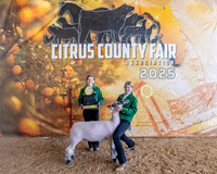 All Other Wool Breed Ewe Class II