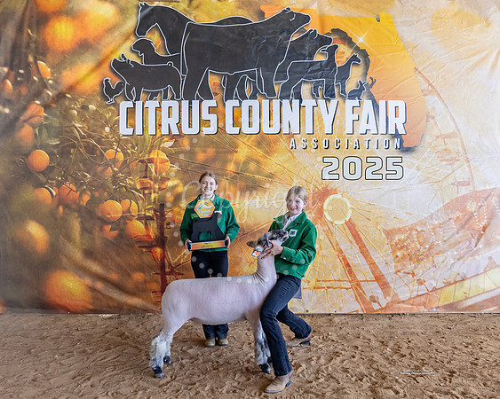 All Other Wool Breed Ewe Class II