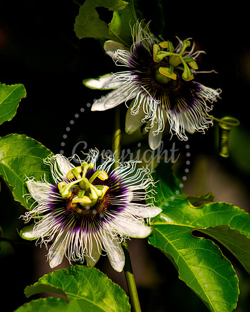 PassionFruitFlower