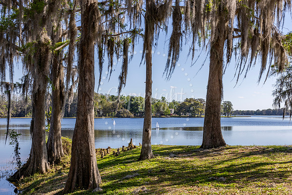 Mini Sailboats on Lake Henderson