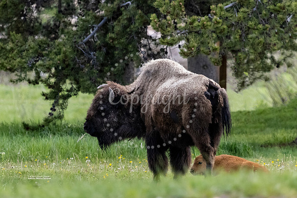 Protective Buffalo
