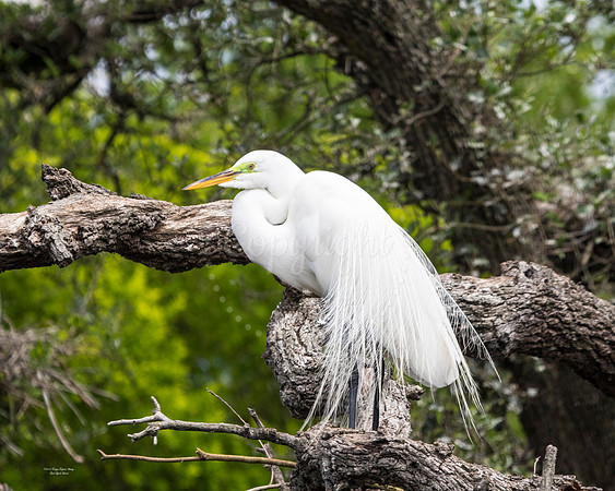 GreatEgret2