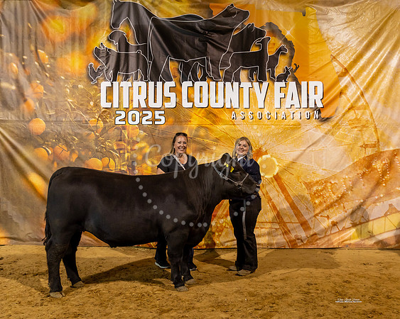 Steers #42