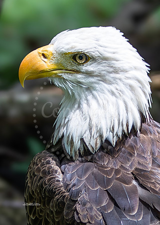 Eagle Profile 3