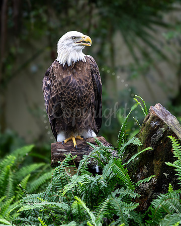 Eagle Perched