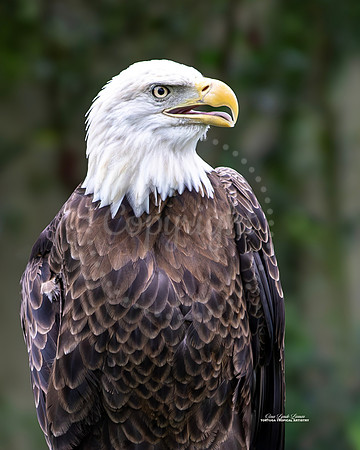 Eagle Aware