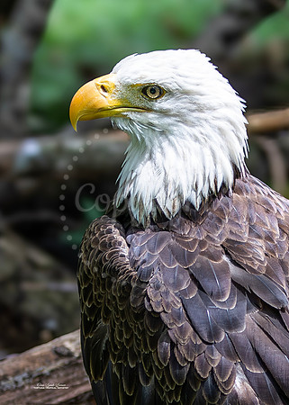 Eagle Profile 2