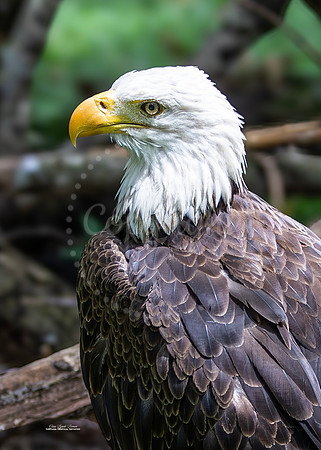 Eagle Profile